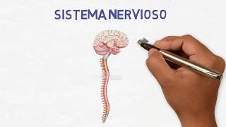 INTRODUCCIÓN AL CEREBRO  generalidades anatomía básica lóbulos telencéfalo diencéfalo  Ep 3 [upl. by Annaesor489]