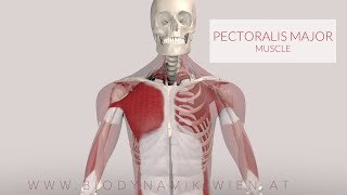 Pectoralis Major Muscle Musclepath 3D Animation [upl. by Sirak]