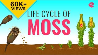 What is the Lifecycle of a Moss  Biology  Extraclasscom [upl. by Eolcin852]