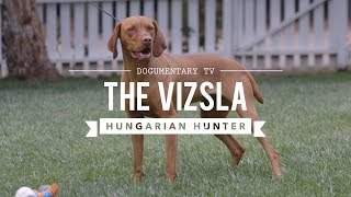 ALL ABOUT VIZSLA HUNGARIAN SPORTING DOG [upl. by Drofxer771]