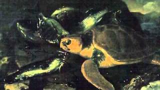 SaintSaens Carnival of the AnimalsTortues Tortoises [upl. by Nan]