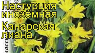 Настурция обыкновенная Канарская лиана Краткий обзор описание характеристик tropaeolum majus nanum [upl. by Bellamy]