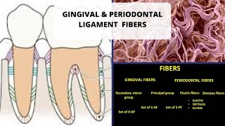 GINGIVAL AND PERIODONTAL LIGAMENT FIBERS [upl. by Kcor]