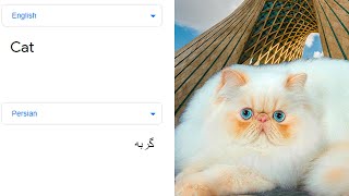 Cat in different languages meme [upl. by Rbma]