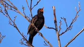 One Hour Relaxing Birdsong Blackbird [upl. by Lema]