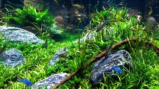 Aquarium Decorating Tips [upl. by Benedicta809]