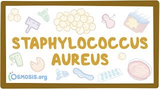 Staphylococcus aureus [upl. by Bernj511]