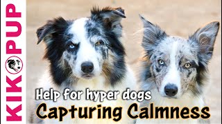 Capturing Calmness how to train calmness in dogs [upl. by Atikel]