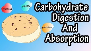 Carbohydrate Digestion And Absorption  Carbohydrate Metabolism [upl. by Komsa]