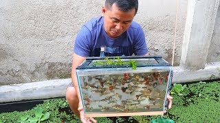 How to Produce Thousands of Different Varieties of GUPPIES [upl. by Belloir943]