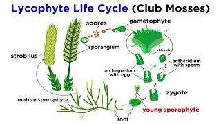 Lycophytes Early Vascular Plants [upl. by Arne]