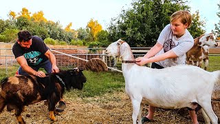 ReadySetBREED crazy goat breeding begins [upl. by Okier]