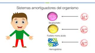 2 Sistemas amortiguadores del organismo Bioquímica [upl. by Micaela73]