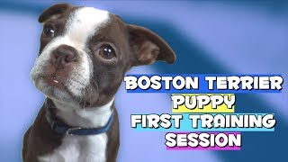 Boston Terrier Puppy FIRST TRAINING SESSION [upl. by Neelac]