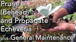 How to Prune Behead and Propagate your Echeveria Succulents plus general maintenance [upl. by Alabaster362]