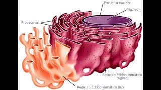 هآآم Structure du réticulum endoplasmique suite2 [upl. by Llehsyar835]