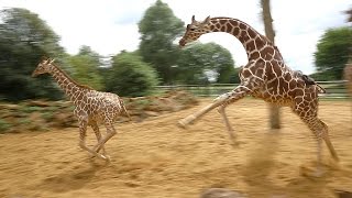 Giraffes walk gallop and play at ZSL Whipsnade Zoo [upl. by Hew160]