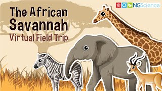 African Savannah – Virtual Field Trip [upl. by Ailedua]