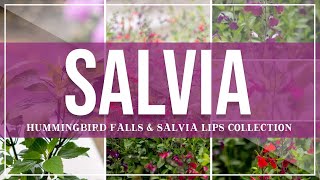 Salvia  Hummingbird amp Salvia Lips Collection [upl. by Ariait]