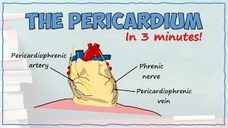 The Pericardium [upl. by Asirrak]