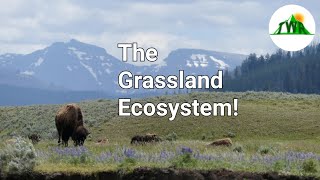 Ecosystems Episode 3 The Grassland Ecosystem [upl. by Suryt]