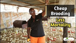 Cheap and Easy Brooding Broiler Chicken Without Mortality [upl. by Mcneely248]