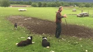 Scottish Sheepdogs in Action  Full Demonstration [upl. by Briant]