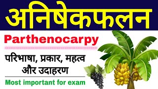 अनिषेकफलन की परिभाषा प्रकार महत्व और उदाहरण  parthenocarpy in hindi  anishekfalan  class 12 [upl. by Eberly]