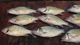 Why Does Nobody EAT This FISH TASTY Yellow Bass CATCH and COOK [upl. by Ozan]