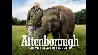 The Giant Elephant  HD Documentary  David Attenborough [upl. by Anirda416]