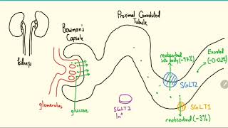 SGLT2 Inhibitors Explained in 3 Minutes [upl. by Ssej]