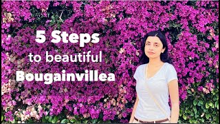 Trim Bougainvillea in 5 Steps See How to Grow Beautiful Bougainvillea [upl. by Cacilie914]