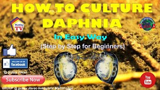 HOW TO CULTURE DAPHNIA In Easy Way [upl. by Cordell]