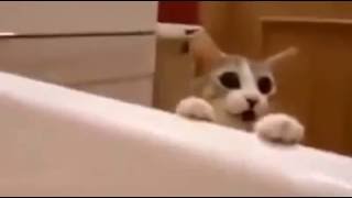 Cat sees owner quotdrowningquot his reaction is unexpected [upl. by Onitnelav]