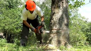 BEAUTIFUL lumber from a dying Sycamore tree [upl. by Ashok]