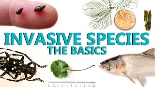 Invasive Species The Basics [upl. by Coppins]