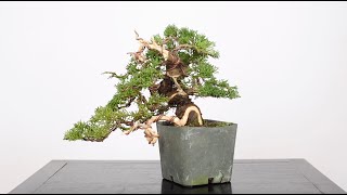 Shohin Juniper Bonsai from Cuttings Part 2  BonsaiU [upl. by Wildon667]