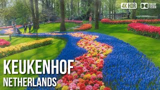 Keukenhof Tulip Gardens  🇳🇱 Netherlands 4K HDR Walking Tour [upl. by Riegel]