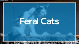 What’s the Best Way to Handle Feral Cats [upl. by Yorker]