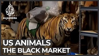 The black market animal business [upl. by Nymrak]