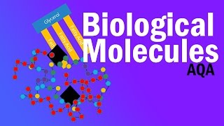 BIOLOGICAL MOLECULES  Detailed AQA Alevel Revision [upl. by Ysdnyl]