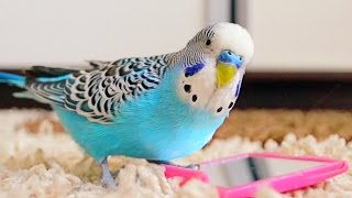 Budgie singing to mirror  Parakeet Sounds [upl. by Nooj207]