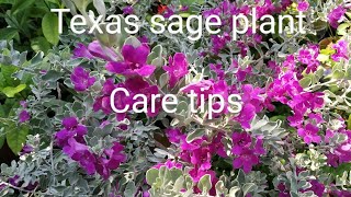 Tips to grow texas sage in potsதமிழில் English subtitle mygardenvoice tamil [upl. by Balling]