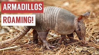 Playful Baby Armadillo Compilation [upl. by Notaes]