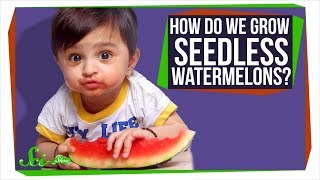 How Do Seedless Watermelons Reproduce [upl. by Grenier]