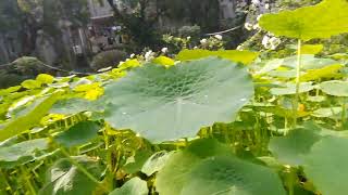 Tropaeolum also known as Nasturtium [upl. by Salmon]