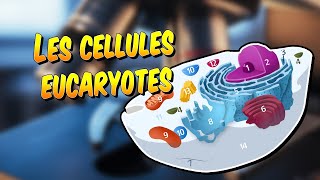 Biologie  Les cellules eucaryotes [upl. by Pol87]