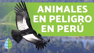 8 animales en PELIGRO DE EXTINCIÓN en PERÚ  Nombres y Datos 2019 [upl. by Cired]