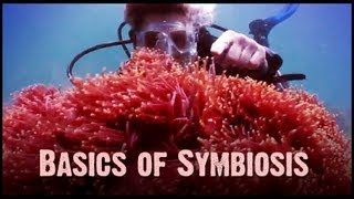 Symbiosis Mutualism Commensalism and Parasitism [upl. by Nyasuh]