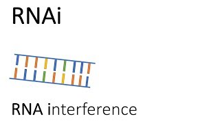 RNAi  RNA interference [upl. by Eciruam764]